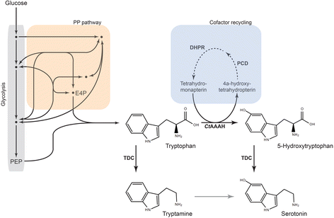 Synthetic pathways and processes for effective production of 5-hydroxytryptophan and serotonin from glucose in Escherichia coli | Journal of Biological Engineering | Full Text